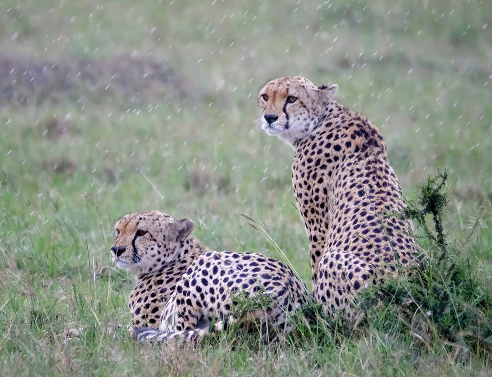 Photograph of a pair of cheetahs in the rain