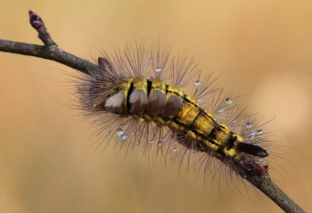 Caterpillar on a branch