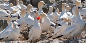 Photograph of a Gannet in a colony with some nylon string around its neck