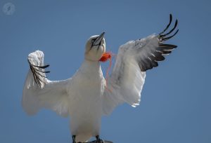 Photograph of a Gannet with some nylon string around its neck