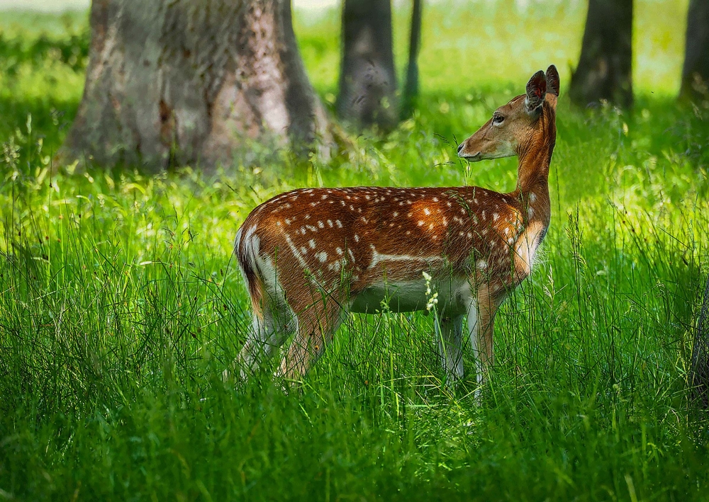 Fawn in the Park