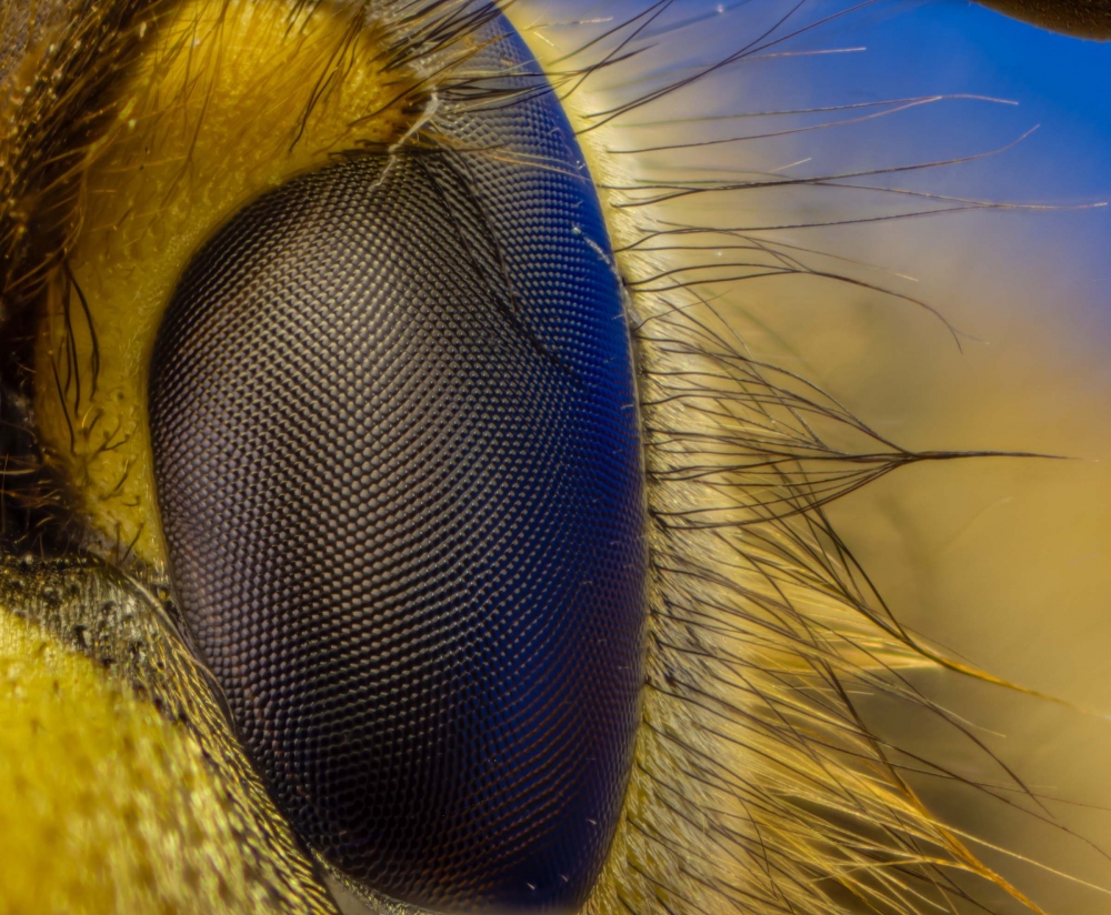 Wasp Eye View