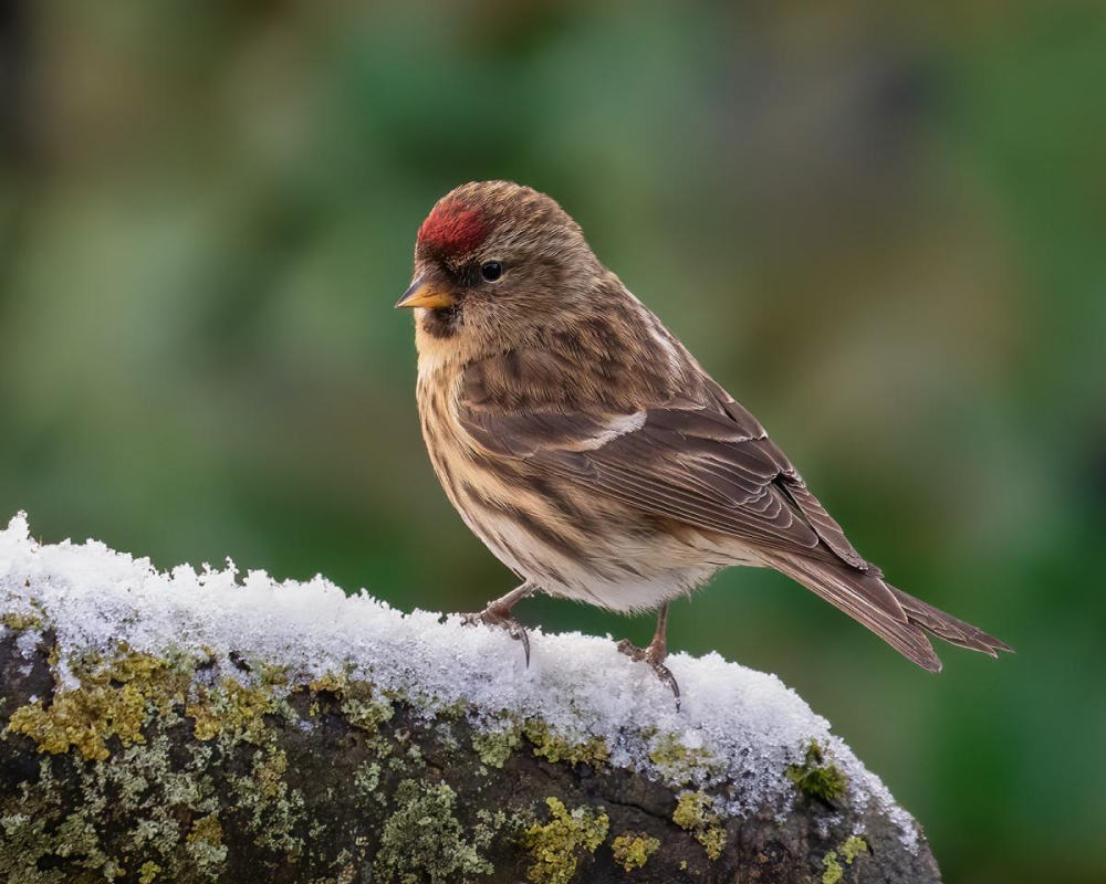 Redpoll