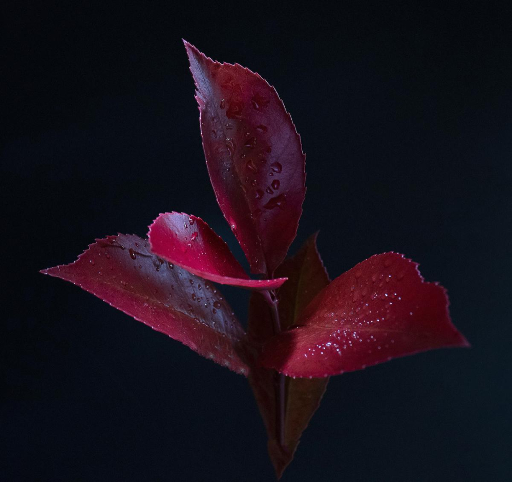 N360 Still-Life Red-Leaves IMG 3059 Ed2