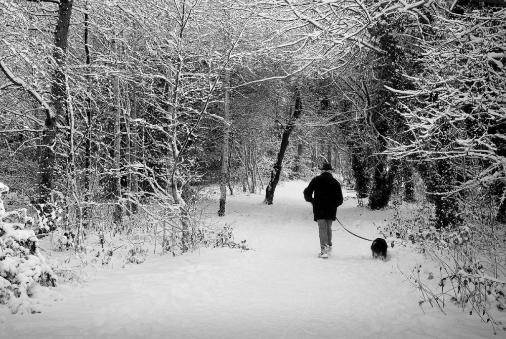 Snowy Stroll