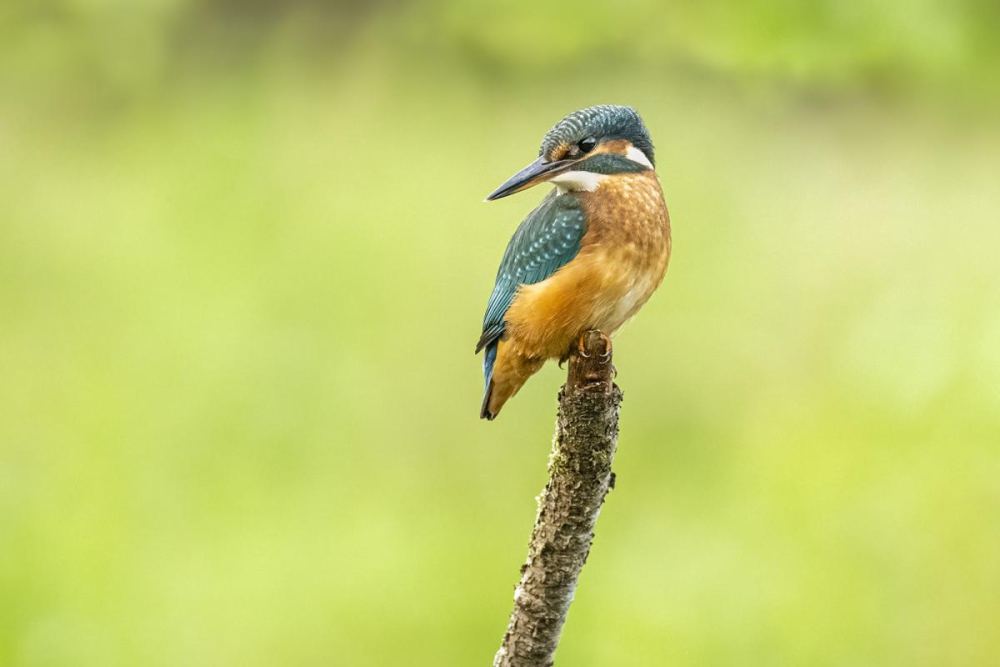 Kingfisher