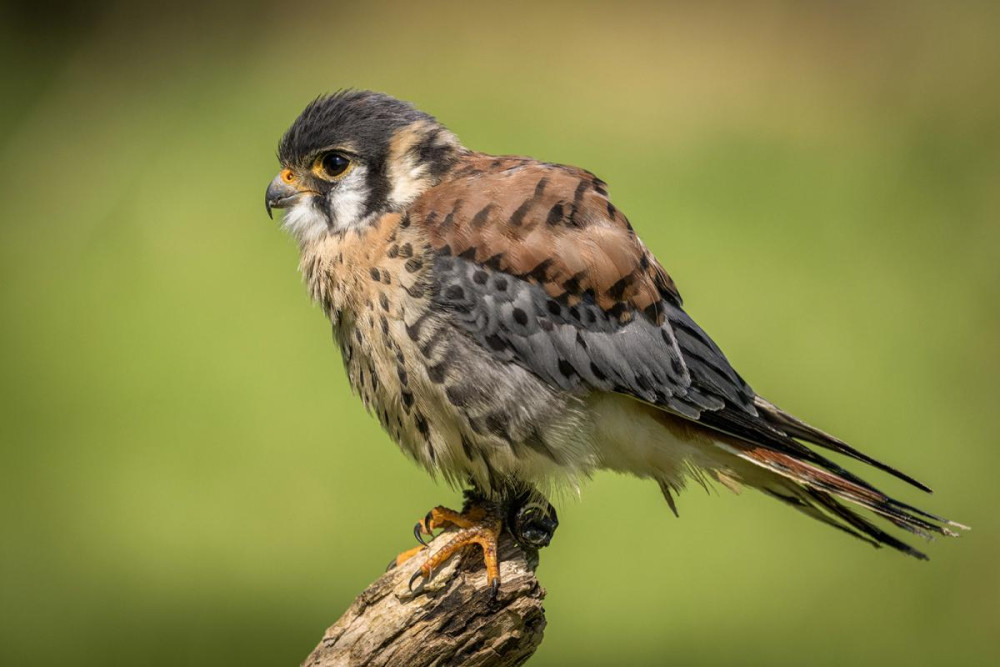 Lincoln the American Kestrel